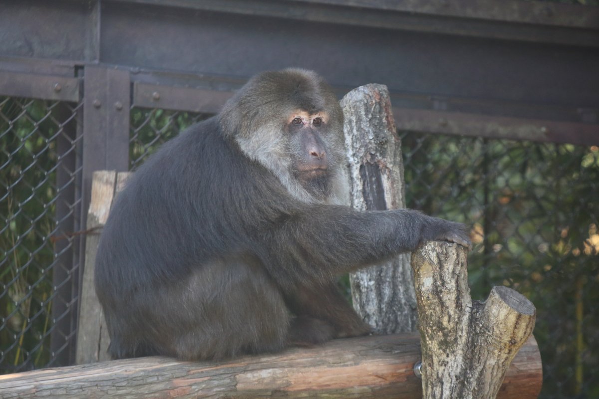 チベットモンキー Twitter Search