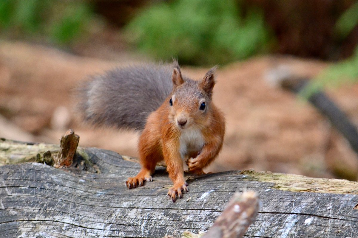 GrownUpQuine's tweet photo. Curious red squirrel in Carnie Woods, Elrick - love watching these beauties #aberdeenshire #Autumnwatch #BBCWildlifePOTD https://t.co/6PZeUp4FeE
