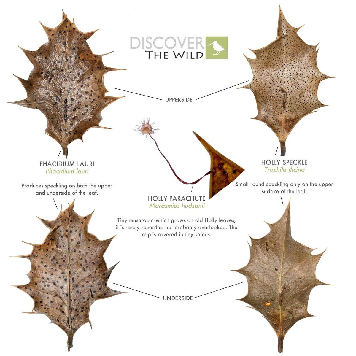 DiscovertheWild's tweet photo. Fancy a challenge? 3 species of fungi found on old Holly leaves yesterday, can you find any on your walk today? It is worth spending a few mins looking under a Holly bush and searching the old leaves for any of these Holly specialists. Happy hunting! #fungi #nature #mycology https://t.co/00Lt3gMhG7