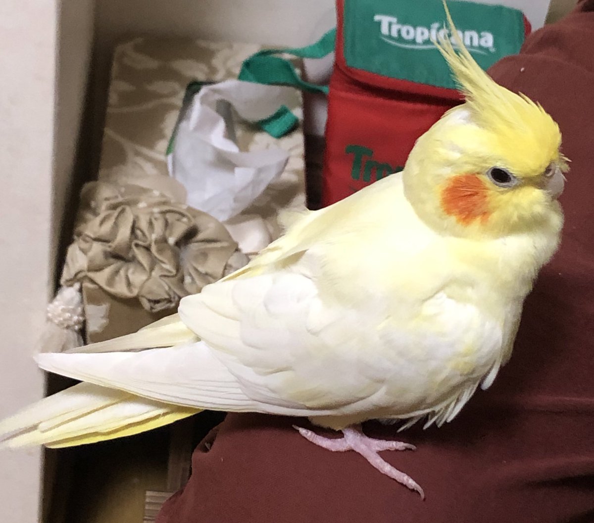 Ruby_no_Ace's tweet photo. 11月15日午前11時ごろ、#オカメインコ を逃してしまいました。東灘区綱敷神社上の空を飛んでいたのを見たきりです。
色は白黄色です。
東灘警察署に届けています。
どんな情報ても構いませんのでご連絡お待ちしております。拡散お願い致します。

#インコ保護 #迷子インコ #RTお願いします #拡散希望 https://t.co/TmkBVIpYbR