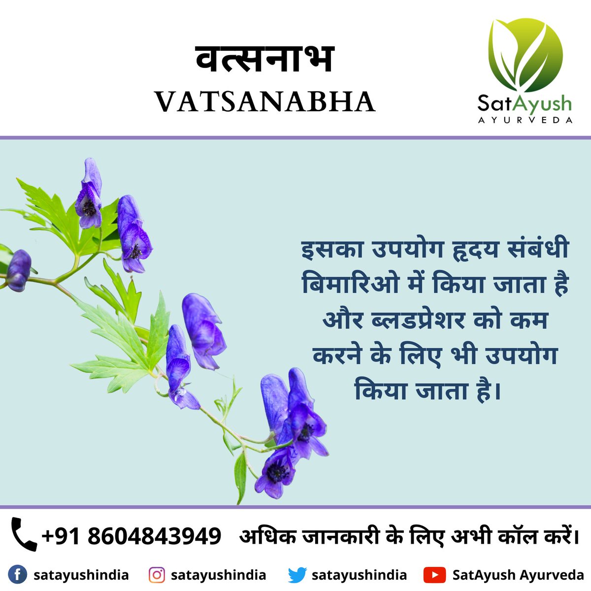 satayushindia's tweet photo. Vatsanabha (#AconitumFerox) - It is used as #hypotensiveagent and used as #cardiactonic. It is used as #heart and #nervesedative and used to #reducepalpitation.
#satayush #satayushayurveda #natural #ayurveda #ayurvedic #healthylife #ayurvedaforyou #healthier #healthbenefits https://t.co/8f2ka2C5Xq