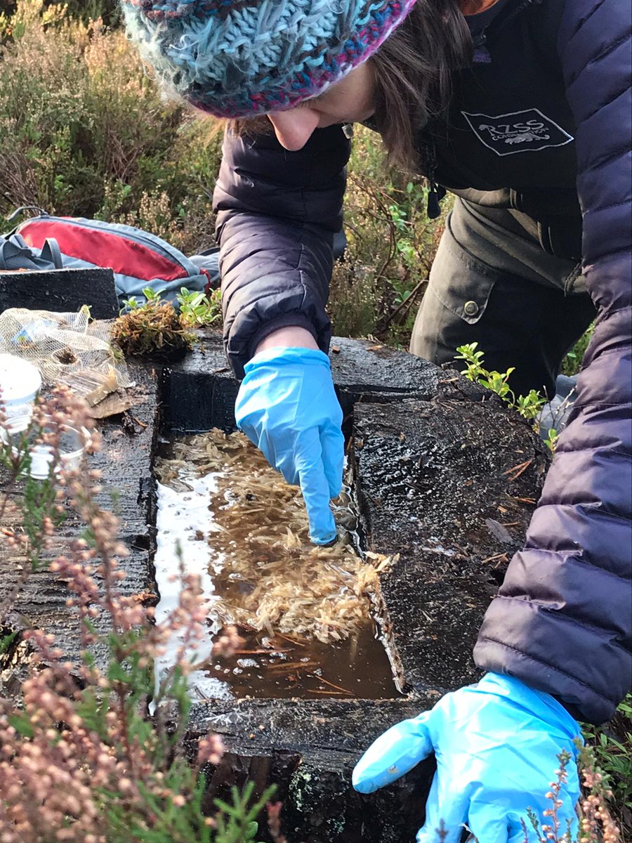 Searching for pine  #hoverfly larvae is no easy task. Not only are they  #CriticallyEndangered, but other hoverfly species can look very similar!How to ID pine hoverfly larvae: moustache long tail, aka breathing tube overwhelming CUTENESS (just ask  @RareInverts6!)