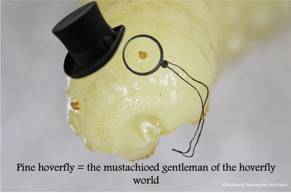 Searching for pine  #hoverfly larvae is no easy task. Not only are they  #CriticallyEndangered, but other hoverfly species can look very similar!How to ID pine hoverfly larvae: moustache long tail, aka breathing tube overwhelming CUTENESS (just ask  @RareInverts6!)