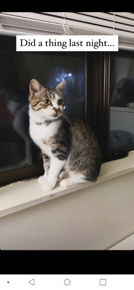 izzydelrio_jedi's tweet photo. Need help y’all. Our cat got out and we can’t find her. She’s a small tabby with a ring tail. She’s chipped and has a tag that says Clara, our phone # and on the back it says “that’s ms. Pawswald to you “ #lostkitty #portland #cat #oregon #missingcat #CatsOfTwitter https://t.co/yofcDoGuBx