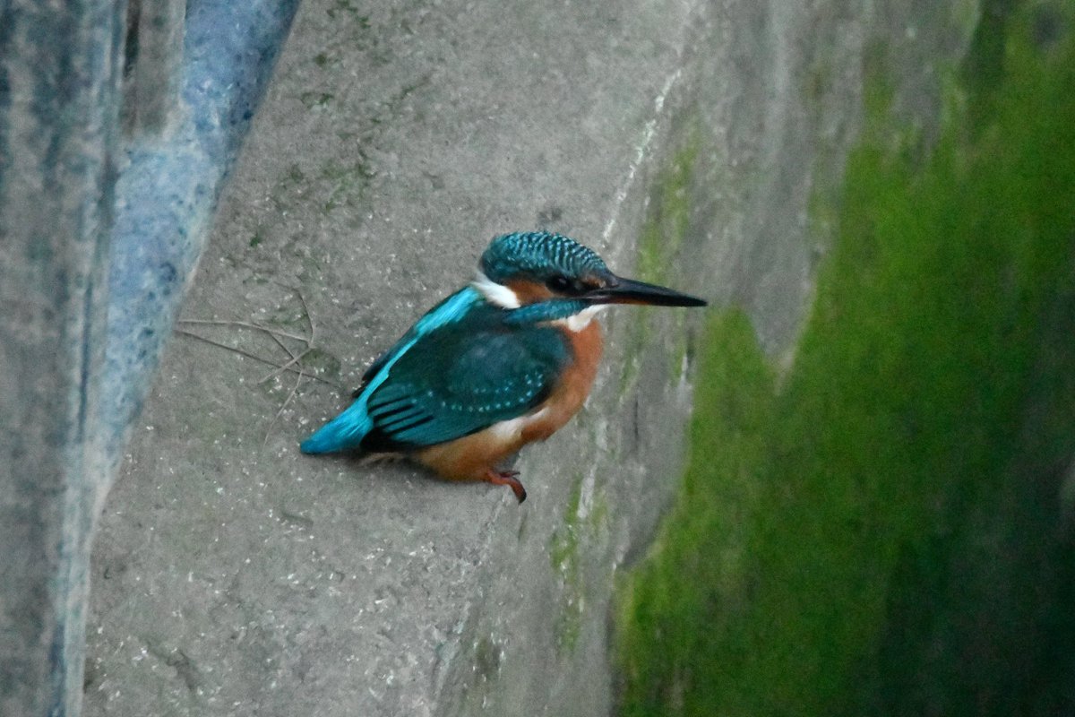 nealesmithworld's tweet photo. Kingfisher Bude Cornwall 〓〓 
#wildlife #nature #kingfisher 
#bude #Cornwall #lovewhereyoulive #wildlifephotography #birdwatching
#TwitterNatureCommunity https://t.co/ukuzzufMgd