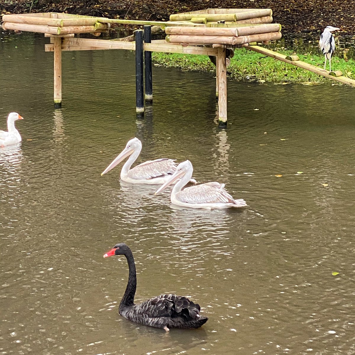 At least these guys @jimmysfarmhq are loving all the rain this morning! #jimmysfarm #rain #rainysunday #waterbirds #birdsofinstagram #blackswan #pelican #heron #goose https://t.co/4Kv2XR2qNp