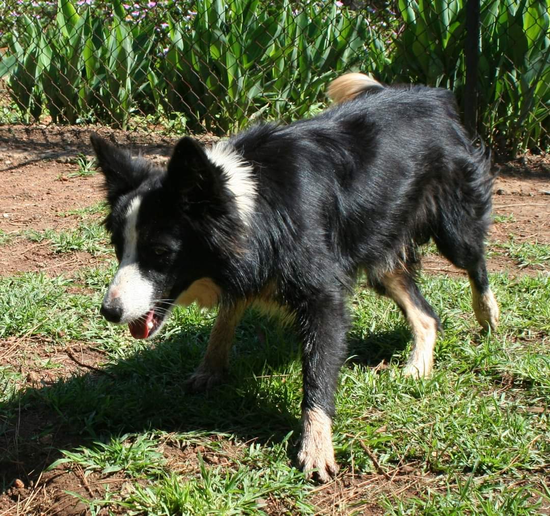 rescue border collie