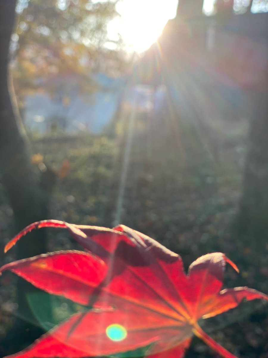 splendid4168's tweet photo. 紅葉🍁エッセンス入りコーヒー☕️
もう少しで冬が来る〜

#photography #photo #キリトリセカイ #写真好きな人と繋がりたい #写真で伝えたい私の世界  #仙台 #スマホ写真 #写真撮影募集中 #写真上手くなりたい #紅葉 https://t.co/KdvrNuvKLt