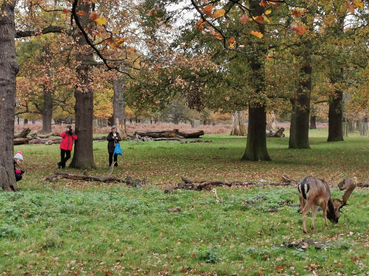 Great day photographing Red &amp; Fallow deer yesterday. Rain didn't stop play! <a href="/citylit/">City Lit</a> <a href="/CityLitArts/">School of Visual Arts at City Lit</a> #visualarts #reddeer #fallowdeer