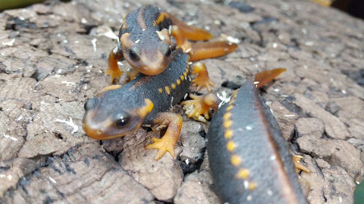 シャノラムイボイモリ