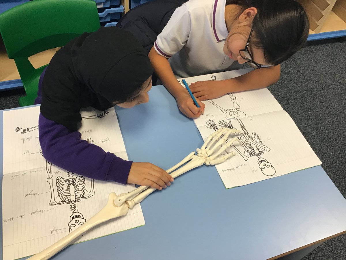 olive__preston's tweet photo. Thank you to Miss Patel for investing in buying a skeleton to help the Year 3s to understand and learn about the human bones! Year 3s have loved it! #Science #BuddingScientists #BuddingDoctors #MakingLearningComeAlive #RealResources #LoveForLearning #Inspired #Ambition #WeAreSTAR https://t.co/OOSUIThXYp