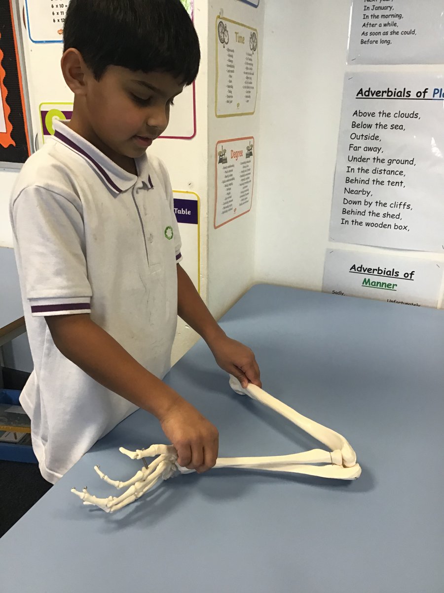 olive__preston's tweet photo. Thank you to Miss Patel for investing in buying a skeleton to help the Year 3s to understand and learn about the human bones! Year 3s have loved it! #Science #BuddingScientists #BuddingDoctors #MakingLearningComeAlive #RealResources #LoveForLearning #Inspired #Ambition #WeAreSTAR https://t.co/OOSUIThXYp