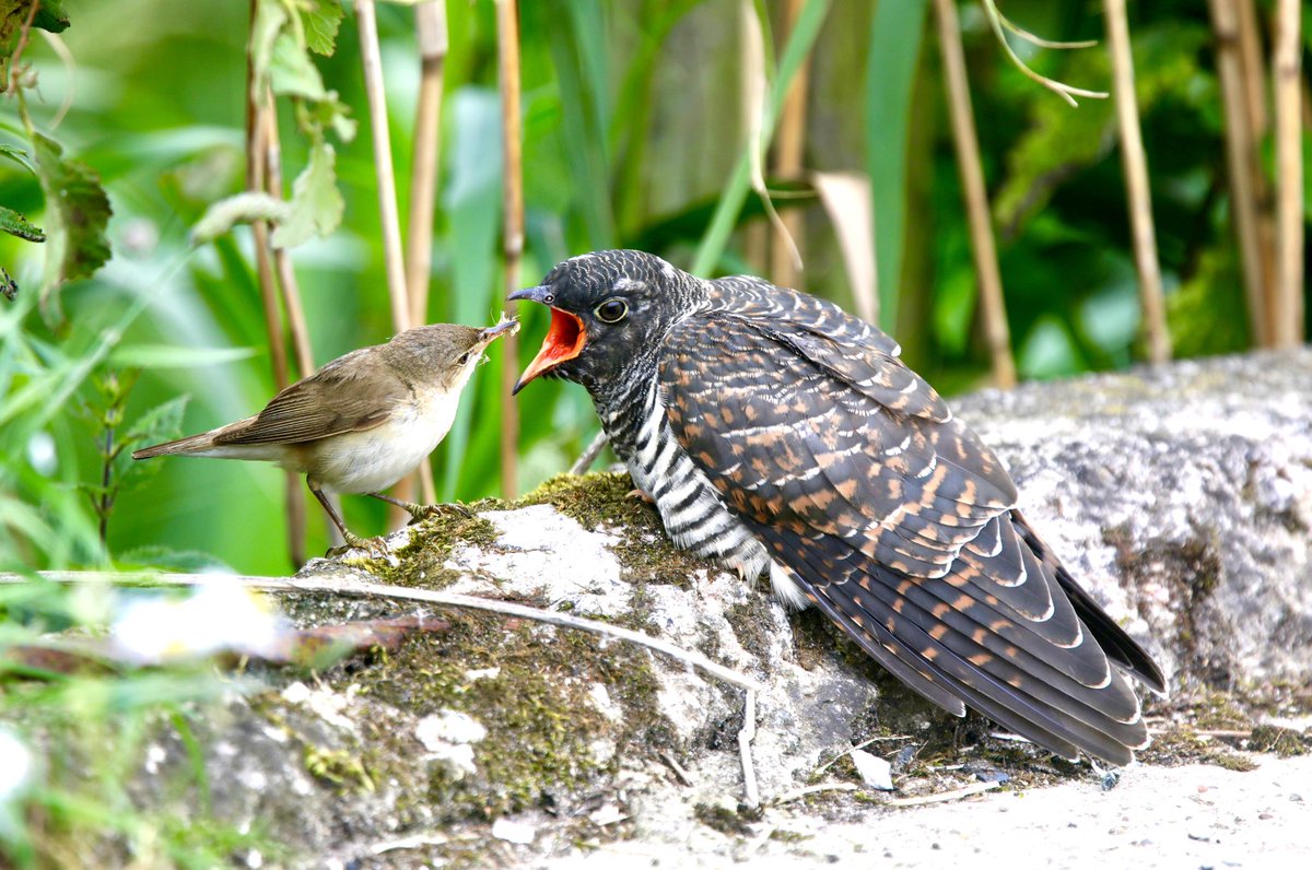 sykesjeff's tweet photo. When you find out this photo of the Reed Warbler feeding a juvenile cuckoo makes the Scottish highland 2021/22 calendar It’s so pleasing @Britnatureguide @WildlifeTrusts @BBCCountryfile @WildlifeMag @iNatureUK @NatureUK @Lancswildlife @YorksWildlife @RSPBbirders #BBCWildlifePOTD https://t.co/dCaOZflB8g