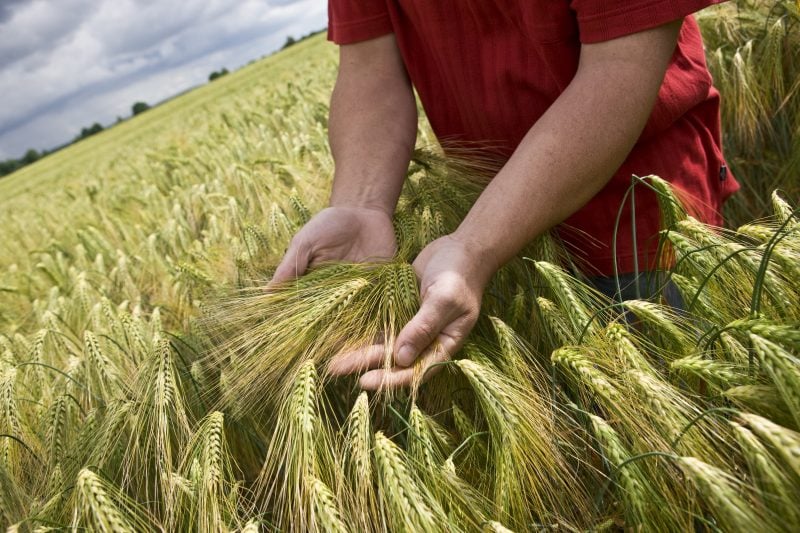 CzemborJerzyH's tweet photo. 👨🎓🌾👨🌾📌#Barley #Breeding Update #EuropeanSeed
by Treena Hein https://t.co/xatCYBn9r2
=> Checking in on the latest challenges, goals and innovations being used
#jęczmień #hodowlaroślin #plantbreeding #foodsecurity #bezpieczeństwozywnościowe #beer #piwo
https://t.co/0zjE58w9Z8 https://t.co/mC9WYOyBq3
