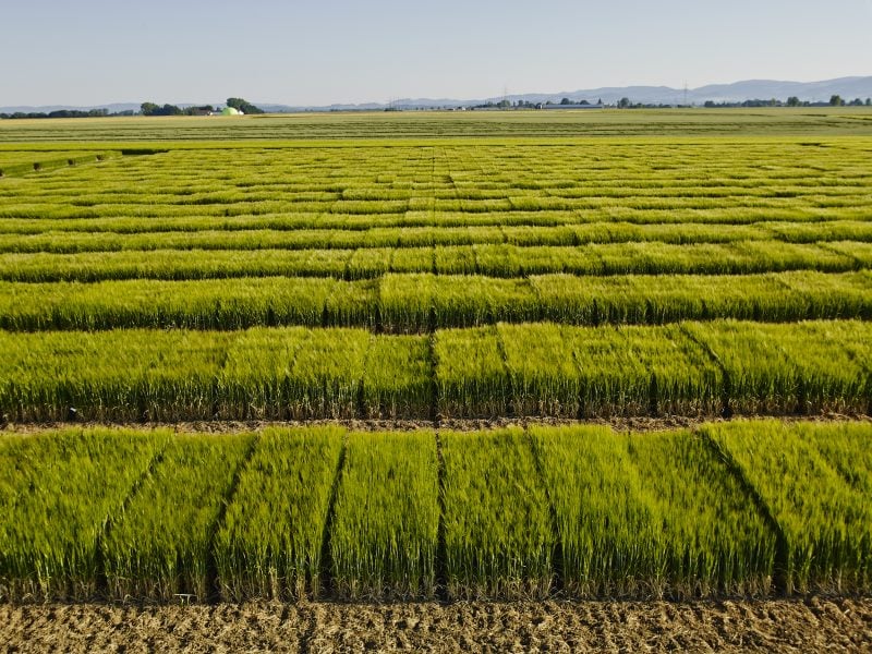 CzemborJerzyH's tweet photo. 👨🎓🌾👨🌾📌#Barley #Breeding Update #EuropeanSeed
by Treena Hein https://t.co/xatCYBn9r2
=> Checking in on the latest challenges, goals and innovations being used
#jęczmień #hodowlaroślin #plantbreeding #foodsecurity #bezpieczeństwozywnościowe #beer #piwo
https://t.co/0zjE58w9Z8 https://t.co/mC9WYOyBq3