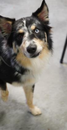 WarrenLost's tweet photo. Found 11/13 on Plum Springs Rd. Now at the BGWCHS 270-842-8572, we have him named "Blue". https://t.co/WiAlls5rXs