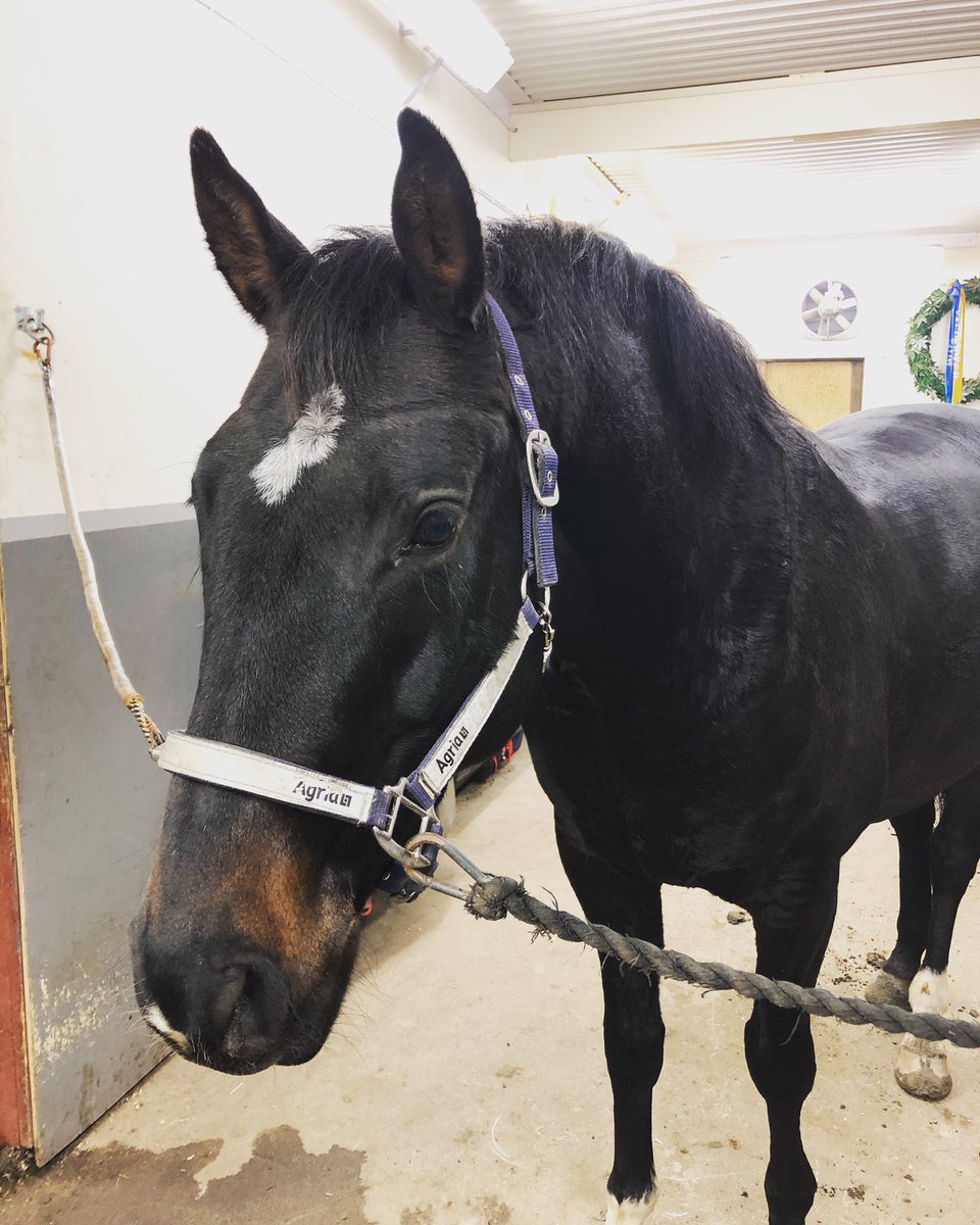 Idag bjöd han mig på vårat hittills bästa pass 🥰 Så himla kul det är med unghästar 😍🤩 #Hampus #teamkarlsson #swbsåklart #4yo #dressyrhäst #framtiden #öordressyr #mottoppen #teamryttare2020 #naturliganorrland #övikshästsport #ögrensoptik #horse #dressage #älskarhästar