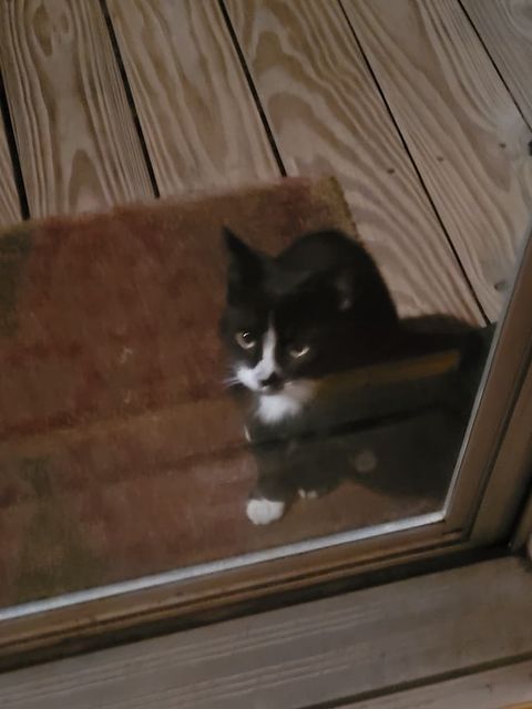 WarrenLost's tweet photo. UPDATE: This cat is now at the BGWCHS, if she is your cat, please call (270) 842-8572. Her shelter name is Opal. 
FOUND: "Found on Fuqua Road in Rockfield.  Female and no noticeable spay scar.  White flea collar but no tags." 11/13/20 https://t.co/xfSh4qdcSQ