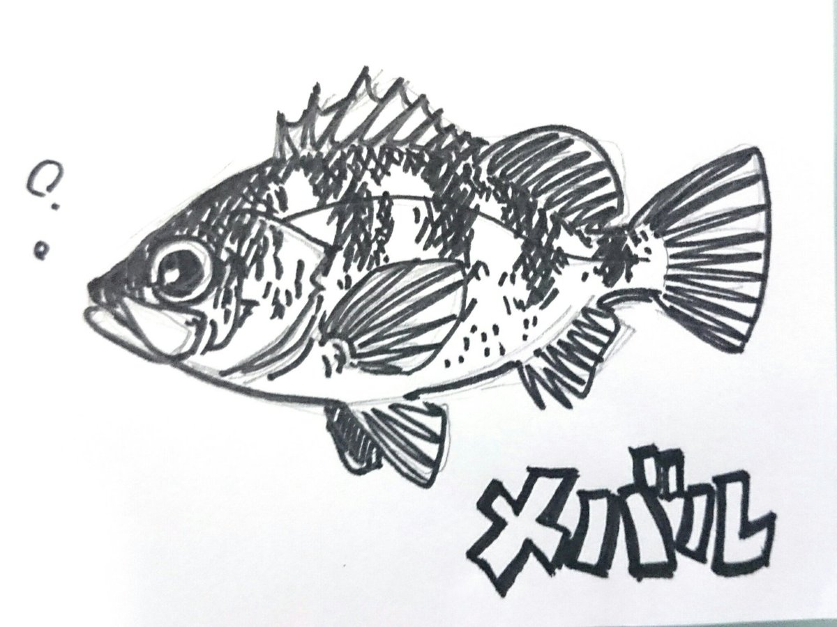 オヤビッチャ おさかなイラスト練習中 メバルの季節だ メバルは可愛いので描くのも楽しい 魚イラスト メバリング メバル