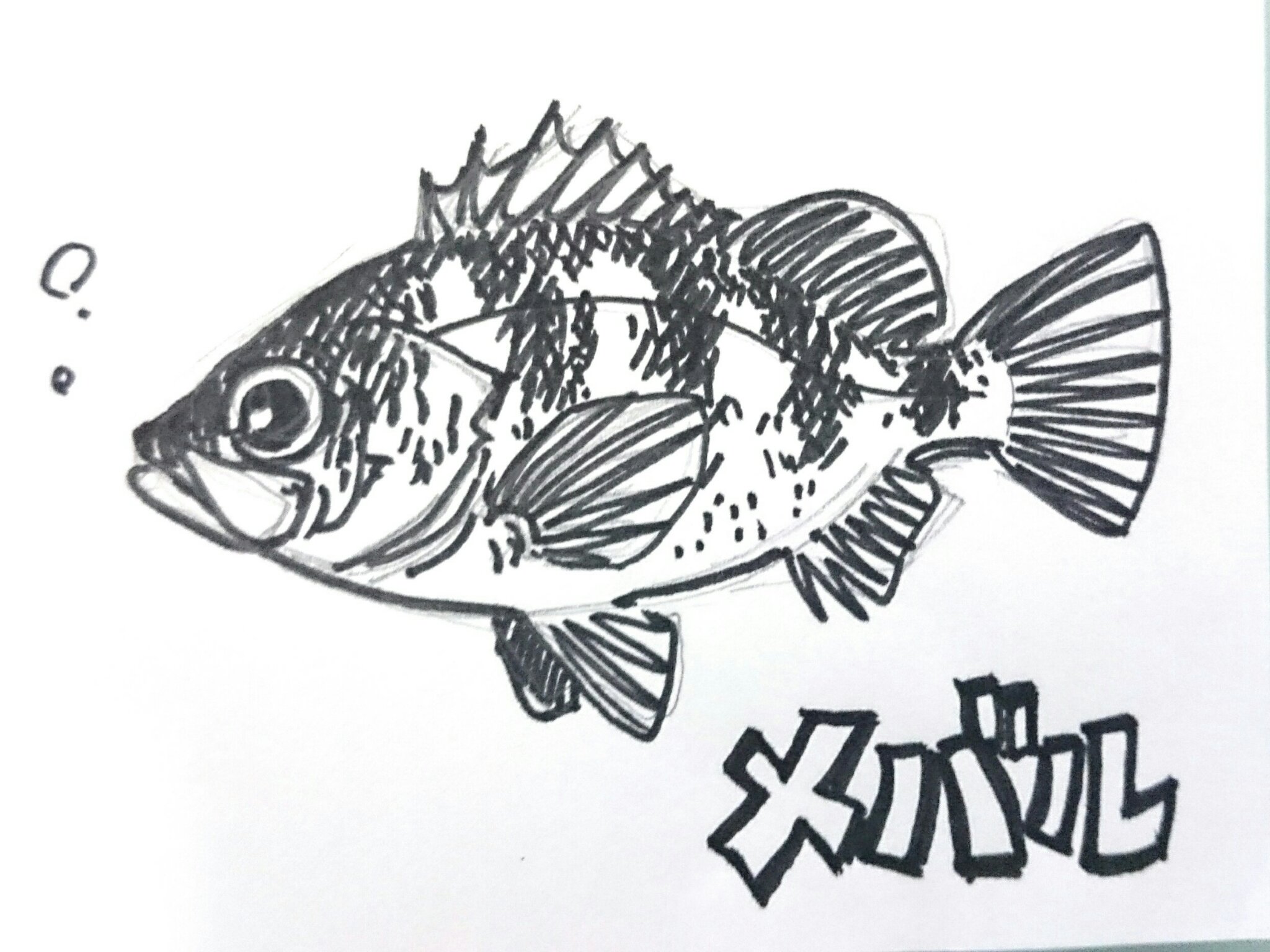 オヤビッチャ おさかなイラスト練習中 メバルの季節だ メバルは可愛いので描くのも楽しい 魚イラスト メバリング メバル T Co Gnn231hj9p Twitter