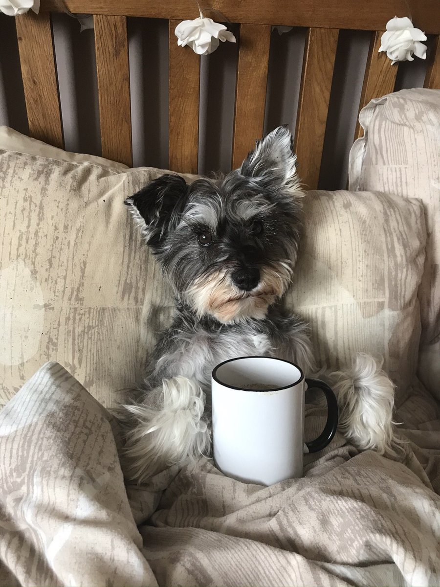 MTosh1981's tweet photo. @ProfSueBlack @TransworldBooks This is Strudel, the mini schnauzer! Loves a cuppa in bed! 🐶 https://t.co/mkx1dHrPbo