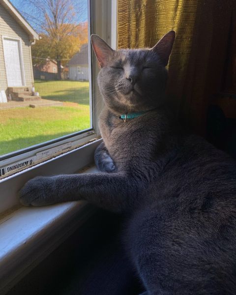 WarrenLost's tweet photo. MISSING: "Hi, my cat has been missing from the McIntosh St. area off of Campbell Ln. for a few days. He ran out the door Thursday night &amp; I haven’t seen him since. Bebo is a 4 year old solid gray cat &amp; has on an aqua collar. Please text 270-790-9770 if found!" 11/14/20 https://t.co/AiCzc5kmeN