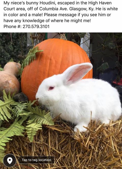 WarrenLost's tweet photo. MISSING: "Gone in Glasgow, KY. Houdini the bunny is missing from High Haven Court off Columbia Ave. He is all-white. If you see him, please call 270-579-3101. Thank you." 11/14/20 https://t.co/rFuLJT4o0t