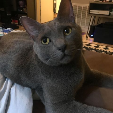 WarrenLost's tweet photo. MISSING: "Hi, my cat has been missing from the McIntosh St. area off of Campbell Ln. for a few days. He ran out the door Thursday night &amp; I haven’t seen him since. Bebo is a 4 year old solid gray cat &amp; has on an aqua collar. Please text 270-790-9770 if found!" 11/14/20 https://t.co/AiCzc5kmeN