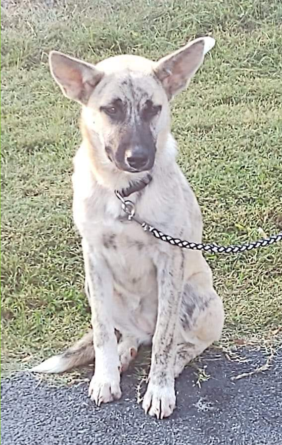 WarrenLost's tweet photo. MISSING: "Nellie has gone missing from the Old Morgantown Road area of Bowling Green since 11/13/20. She's tan with slight brindle markings. If you see her or know where she might be, please call (270) 991-6852. Thank you." 11/14/20 https://t.co/DQCb93LDyw