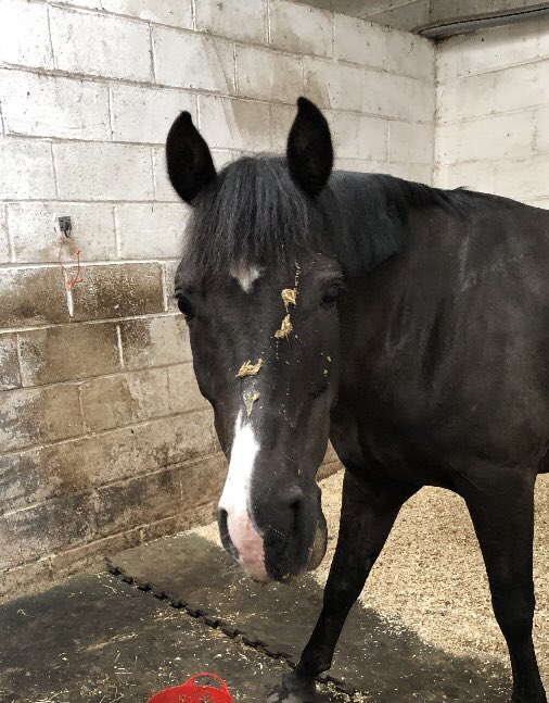 MTosh1981's tweet photo. @ProfSueBlack @TransworldBooks Oh and this is Strudel’s big brother Donkey! Complete with his dinner on his face! https://t.co/nzCFEcyRk9