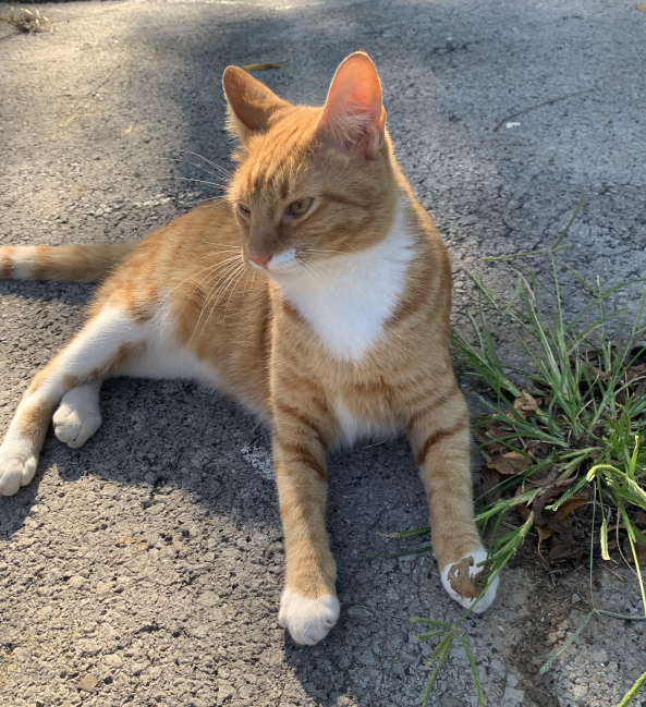 WarrenLost's tweet photo. MISSING: "Our cat, Meezlee, has gone missing from North Sunrise Drive here in Bowling Green. He is orange and white and has one all-white back leg. He went missing on Nov. 13th. If you see him or know where he might be, please call us at (612) 226-9843. Thanks so much!" 11/14/20 https://t.co/nbKrIlQ8jq