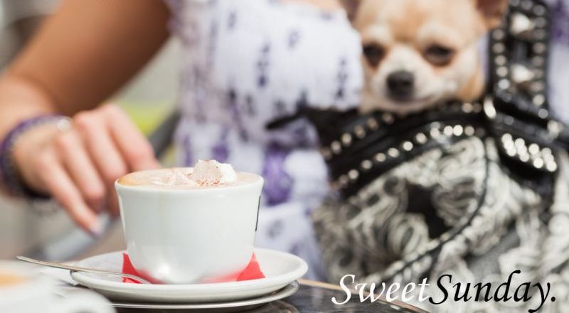 puccicafe's tweet photo. https://t.co/qUIjhFexOD https://t.co/42kfXnxVzM
