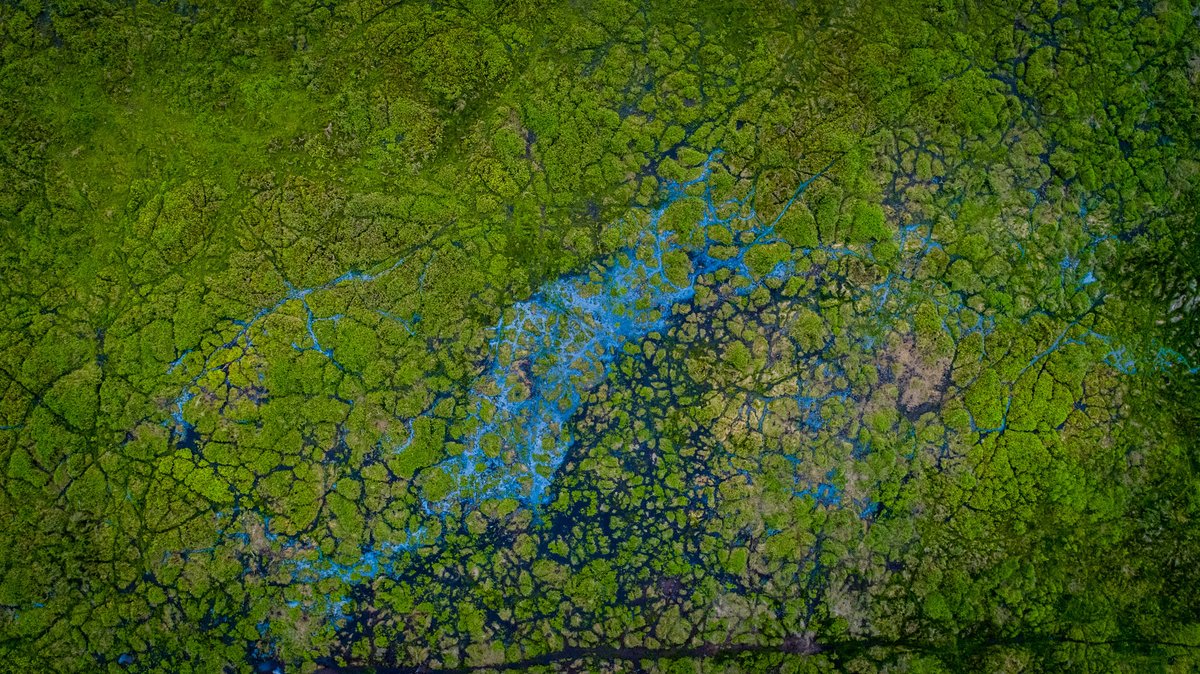 GlobalLF_Esp's tweet photo. 📌 Los frágiles ecosistemas de #turbera son claves contra el cambio climático. Pero con frecuencia, son vistos como tierras improductivas y sin valor. Conoce cómo científicos de todo el 🌏 están trabajado para demostrar lo contrario.

https://t.co/rfPEG3AjCU

#ThinkLandscape https://t.co/9Ql6nzluBA