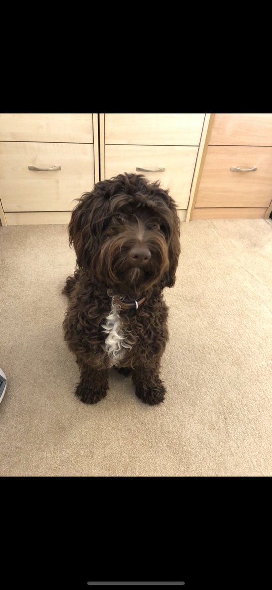 keilystrett's tweet photo. @Booky_Lillz @Sharifahlee4 @SwailesRuth @DrSue22 We have a school dog, the benefits that he brings to well being of pupils and staff are immeasurable. Unconditional love for everyone he meets, wellbeing walks, listening to readers and general tlc, all in a days work. https://t.co/1rEpOoYDOK