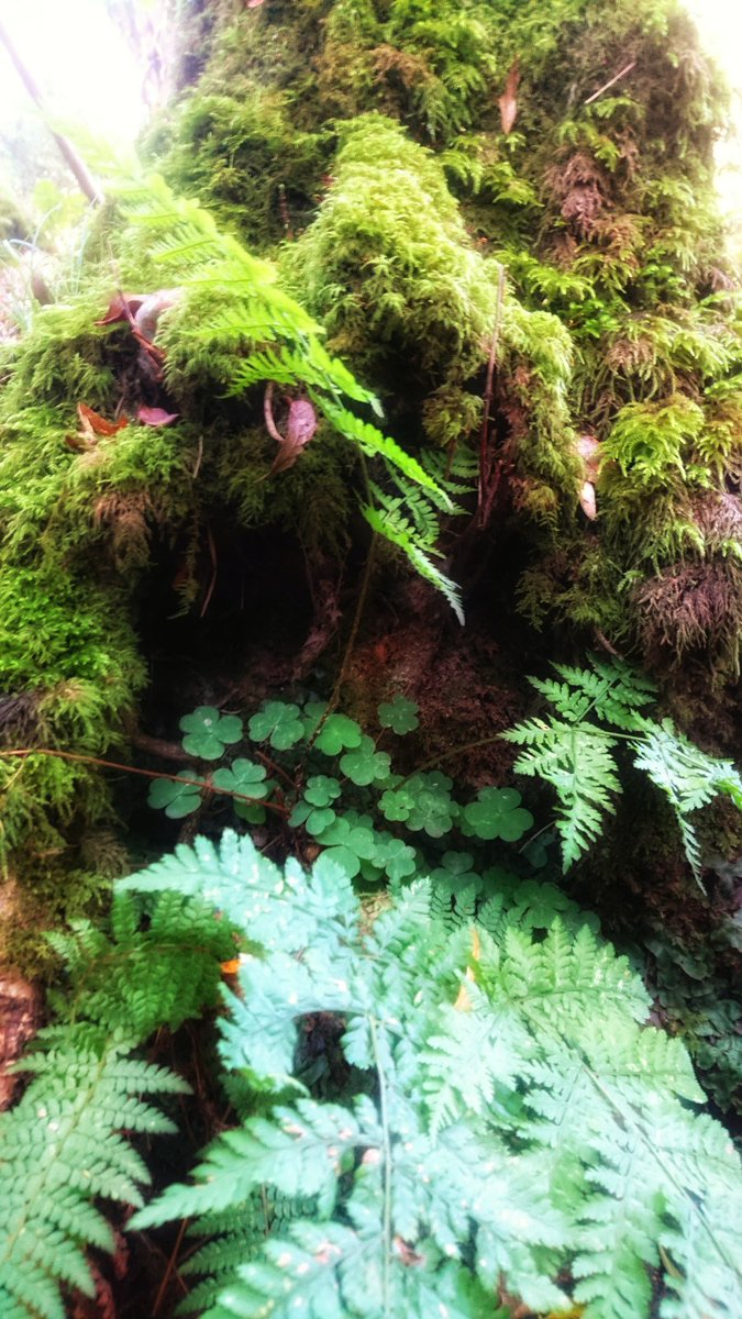 aqua_folium's tweet photo. "One touch of nature makes the whole world kin." Shakespeare @Devon_LNP #OneWorldOurHealth https://t.co/2C53DOYoaG