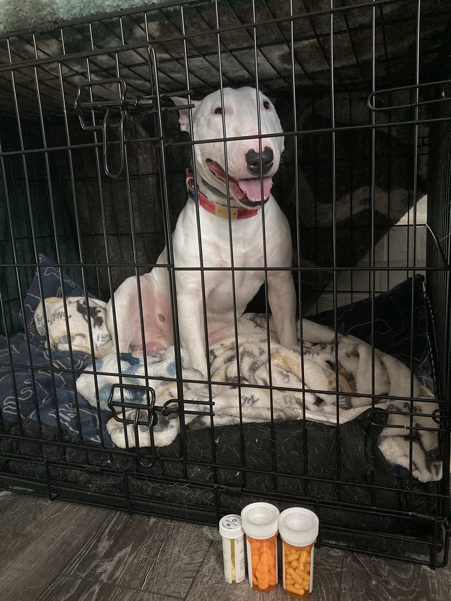Home! Vet suspects a slipped disc, which wouldn’t show on x-rays, so I declined to get those done today. Nelson got muscle relaxant shots in his butt (ow!), is on bed rest for ~2 weeks (gonna love that), and he’s got several meds for pain.

:) Thank you for continued well wishes.