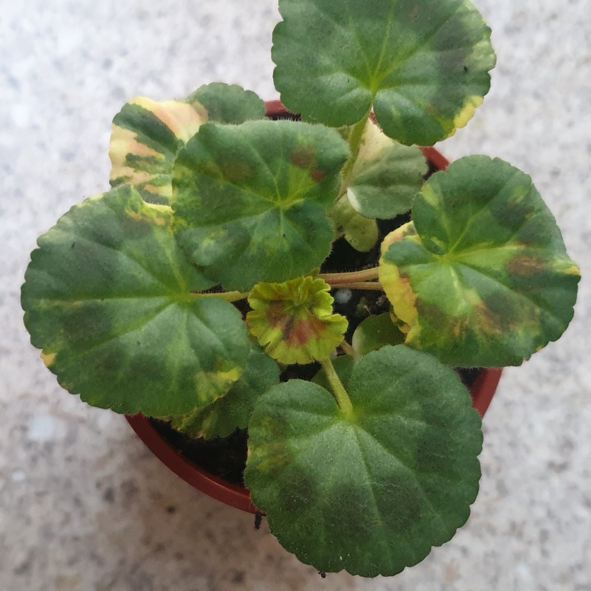 mallthorn's tweet photo. This little guy is trying his best to be a tri-colour with a lot of wishful thinking from myself 😊 https://t.co/BBsJYn6YVk