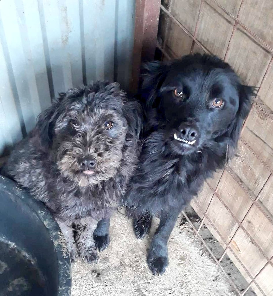 second chance goldens