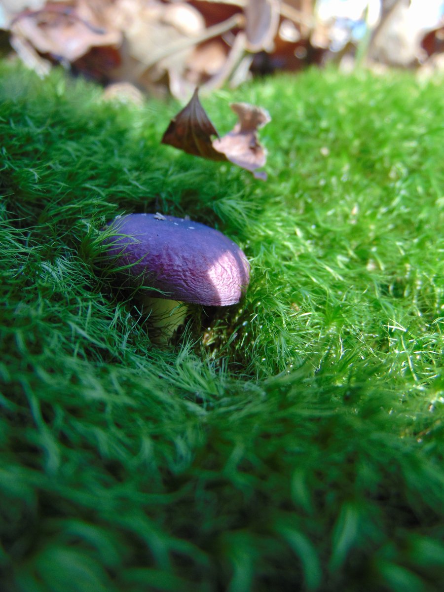 The 28th rule of the Mushroom Cult is to go in the woods and take pictures of mushrooms.