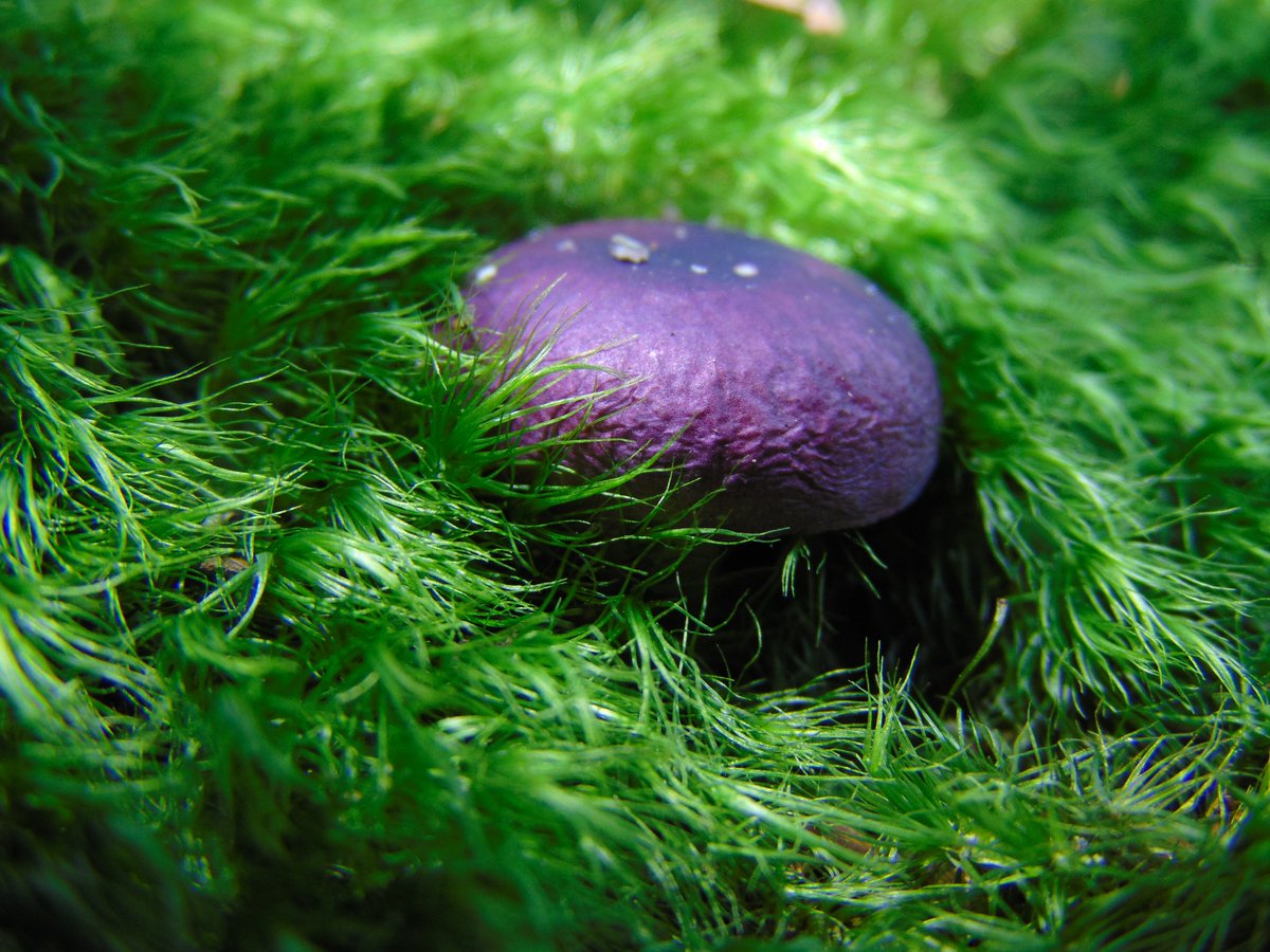 The 28th rule of the Mushroom Cult is to go in the woods and take pictures of mushrooms.