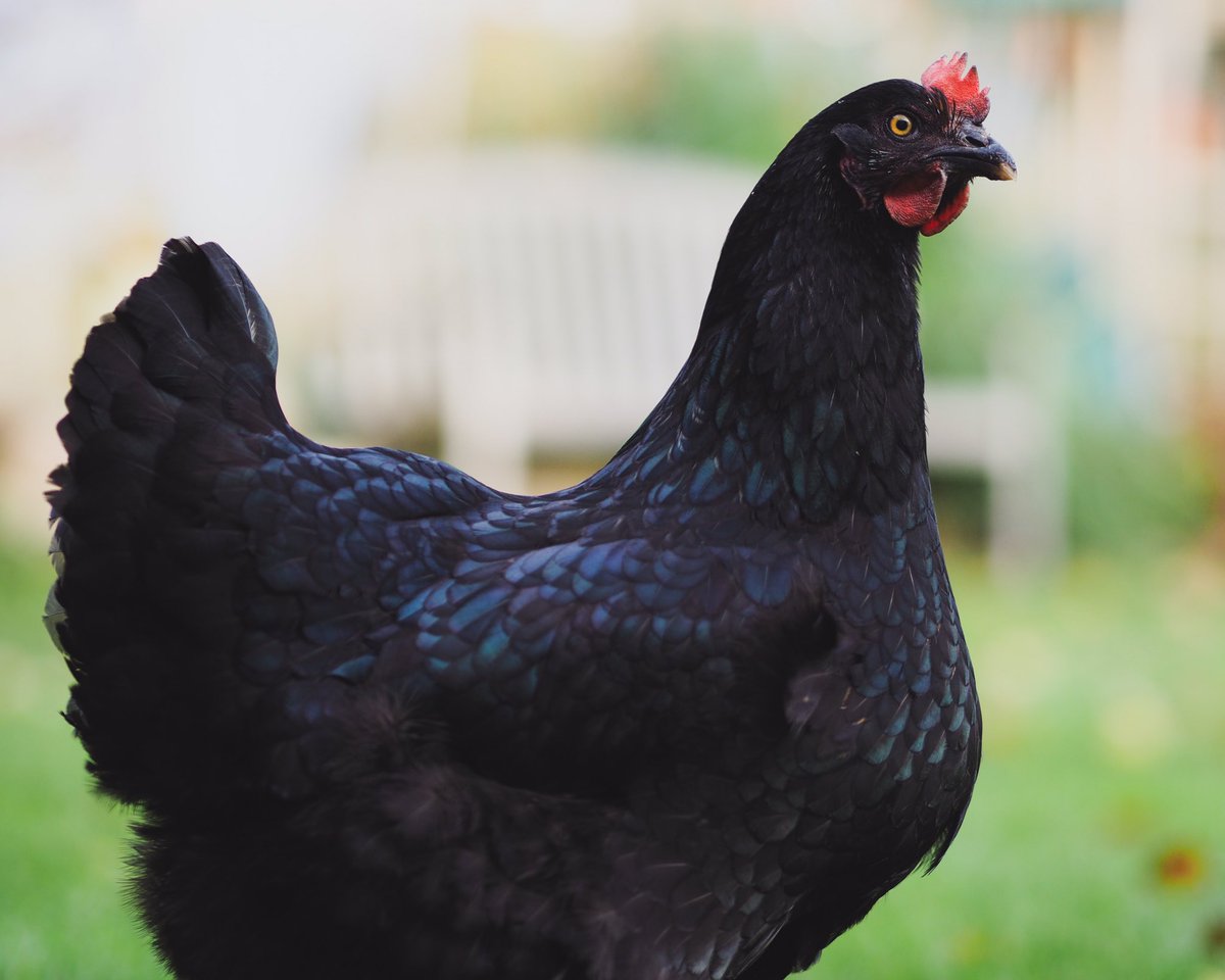 will_mallett's tweet photo. Someone yesterday did a post sharing photos of their chickens. I have no idea why but thought I would do the same. It’s my pleasure to introduce to you; Bluebelle, Black Rock, Heather &amp; Pumpkin. #chicken #freerange #someonepostedachickpickandihavenoideawhy #chickpick #chicpic https://t.co/yO7fLKUIec