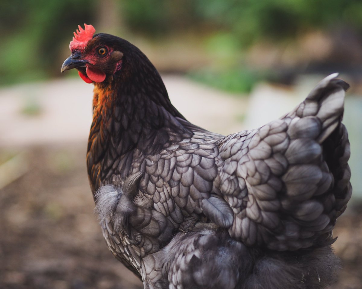 will_mallett's tweet photo. Someone yesterday did a post sharing photos of their chickens. I have no idea why but thought I would do the same. It’s my pleasure to introduce to you; Bluebelle, Black Rock, Heather &amp; Pumpkin. #chicken #freerange #someonepostedachickpickandihavenoideawhy #chickpick #chicpic https://t.co/yO7fLKUIec