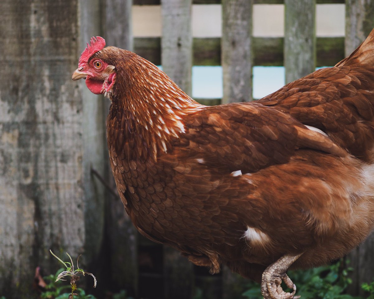 will_mallett's tweet photo. Someone yesterday did a post sharing photos of their chickens. I have no idea why but thought I would do the same. It’s my pleasure to introduce to you; Bluebelle, Black Rock, Heather &amp; Pumpkin. #chicken #freerange #someonepostedachickpickandihavenoideawhy #chickpick #chicpic https://t.co/yO7fLKUIec