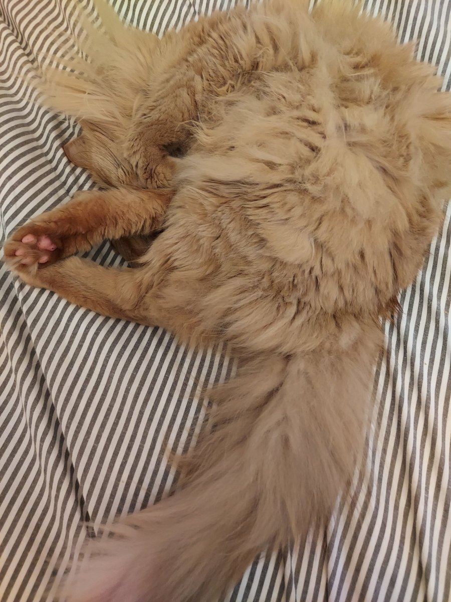 SmallCatDiaries's tweet photo. Our #Superfloof #Ruby is now asleep in the spot that Biscuit was in earlier. Yes, those are freckles on her soft pink paws.
#CatsOfTwitter #CatsOnTwitter #PAWsitive #Paws #PawsUp https://t.co/hjdAPDg5WO