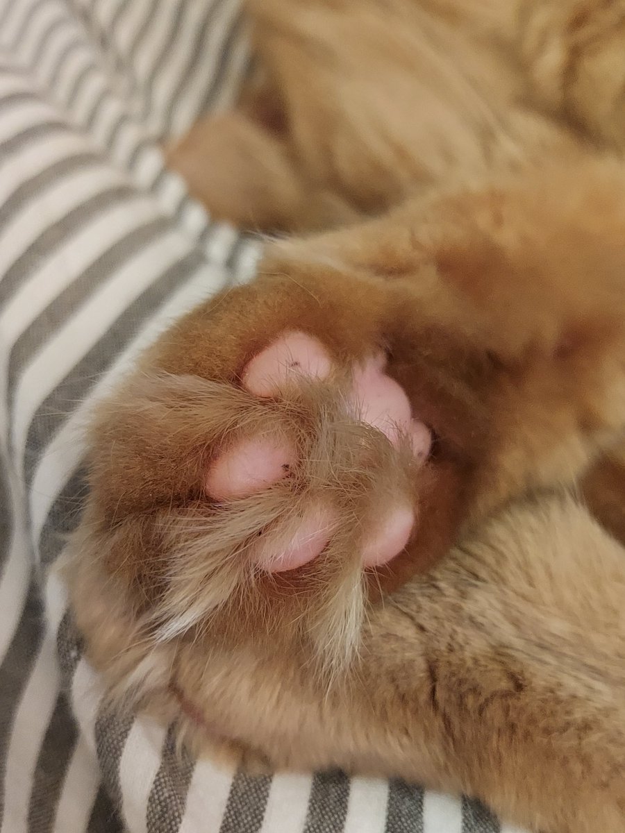 SmallCatDiaries's tweet photo. Our #Superfloof #Ruby is now asleep in the spot that Biscuit was in earlier. Yes, those are freckles on her soft pink paws.
#CatsOfTwitter #CatsOnTwitter #PAWsitive #Paws #PawsUp https://t.co/hjdAPDg5WO
