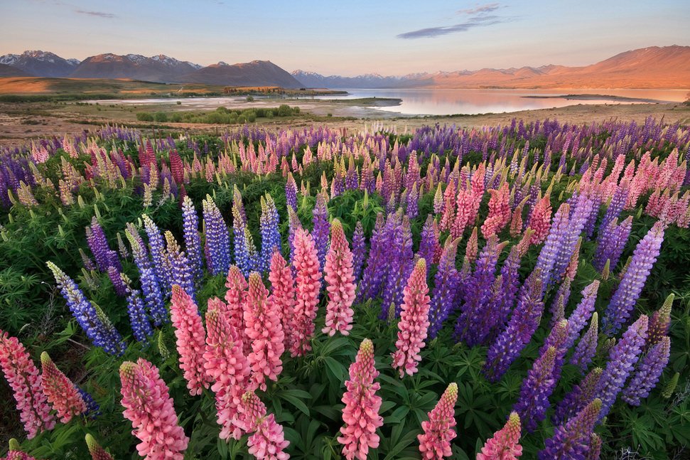 Lupins in New Zealand