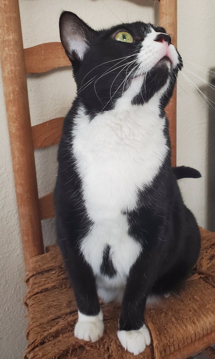 MezzoPips's tweet photo. It's Izzy Boo's 7th Birthday today!
#IzzyBoo #CatsOfTwitter #Queen https://t.co/iEZiTAjqqv