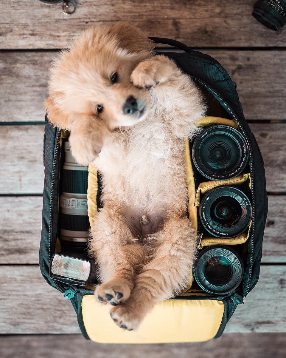 retrieverspage's tweet photo. Caption this💞😎

Follow @retrieverspage for more

Love &amp; Retweet for your friend who need to see this❤
#dogsoftwitter #GoldenRetriever #puppylove #cutedogs https://t.co/La8esOQsCq