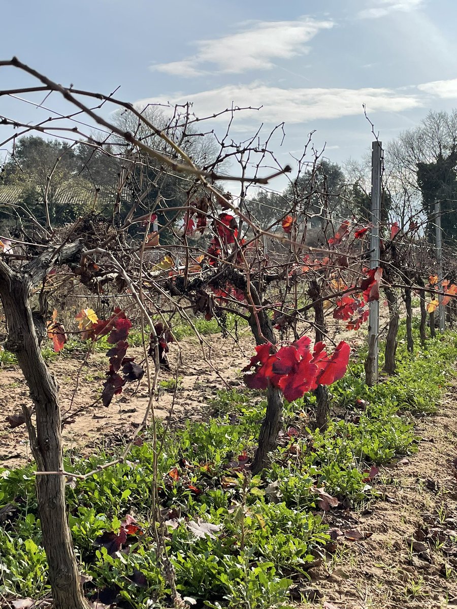 Vall de Baldomar tweet media
