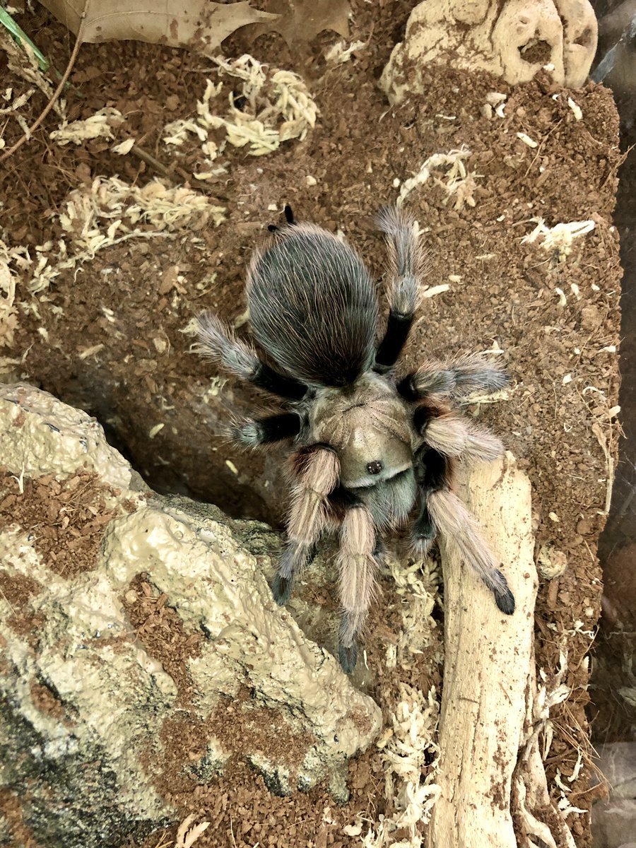 Arizona Blonde Tarantula